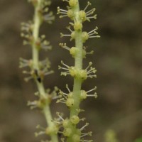 Antidesma alexiteria L.